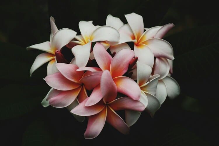 Plumeria flowers in close-up